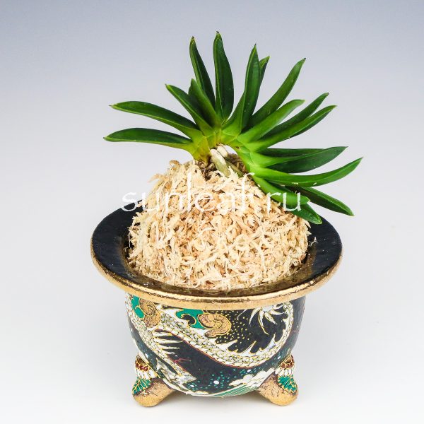 Неофинетия фальката ДЗЮНИ-ХИТОЭ 十二単