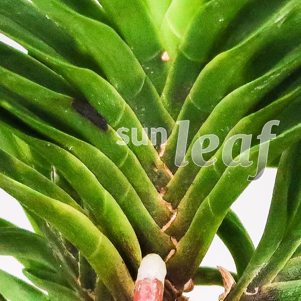 Неофинетия фальката КИНКОСЭЙ 金光星