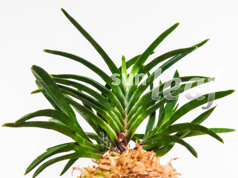 Неофинетия фальката КИНКОСЭЙ 金光星