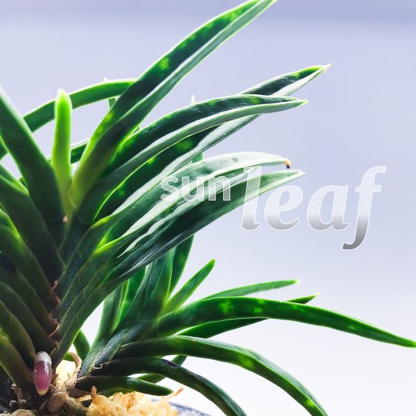 Неофинетия фальката КИНКОСЭЙ 金光星