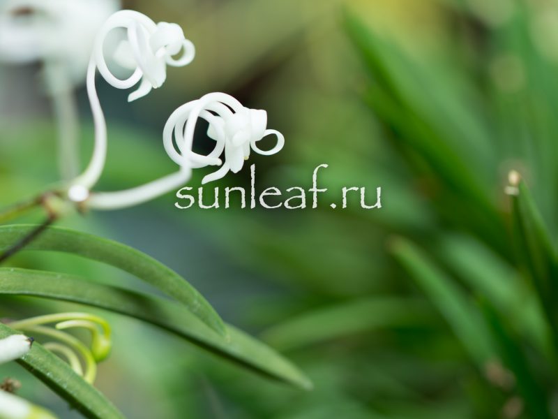 Неофинетия фальката ОЗА-НО-МАИ 皇座の舞 Neofinetia OUZA-NO-MAI