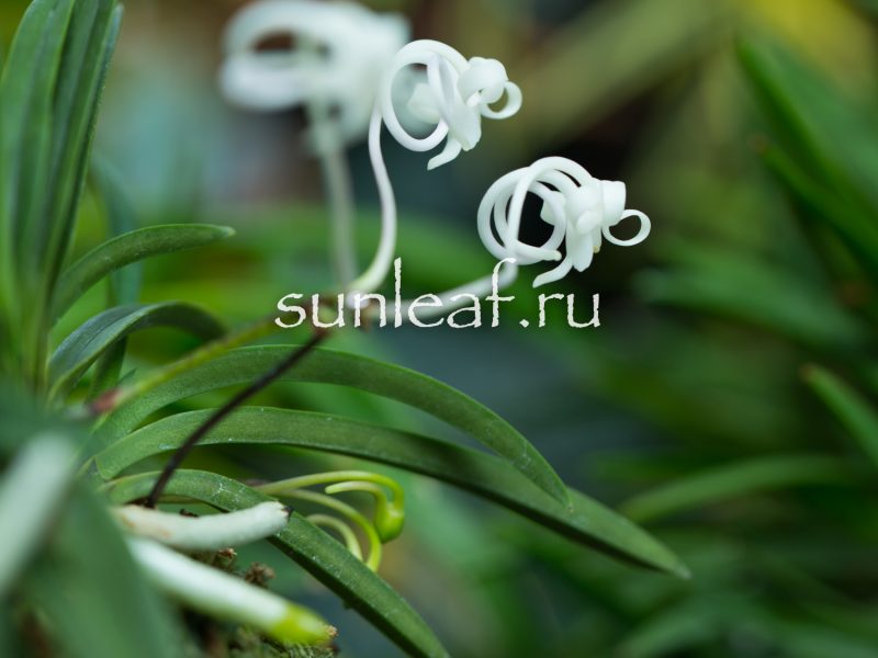 Неофинетия фальката ОЗА-НО-МАИ 皇座の舞 Neofinetia OUZA-NO-MAI