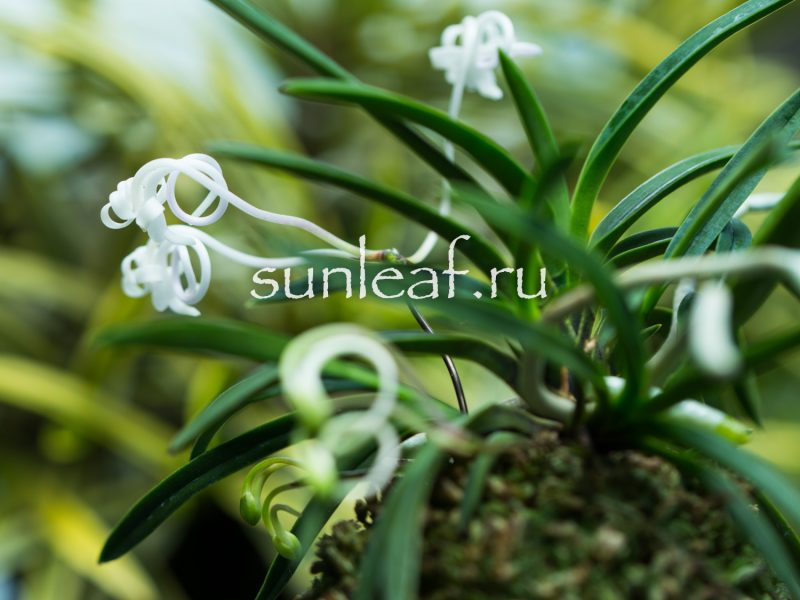 Неофинетия фальката ОЗА-НО-МАИ 皇座の舞 Neofinetia OUZA-NO-MAI