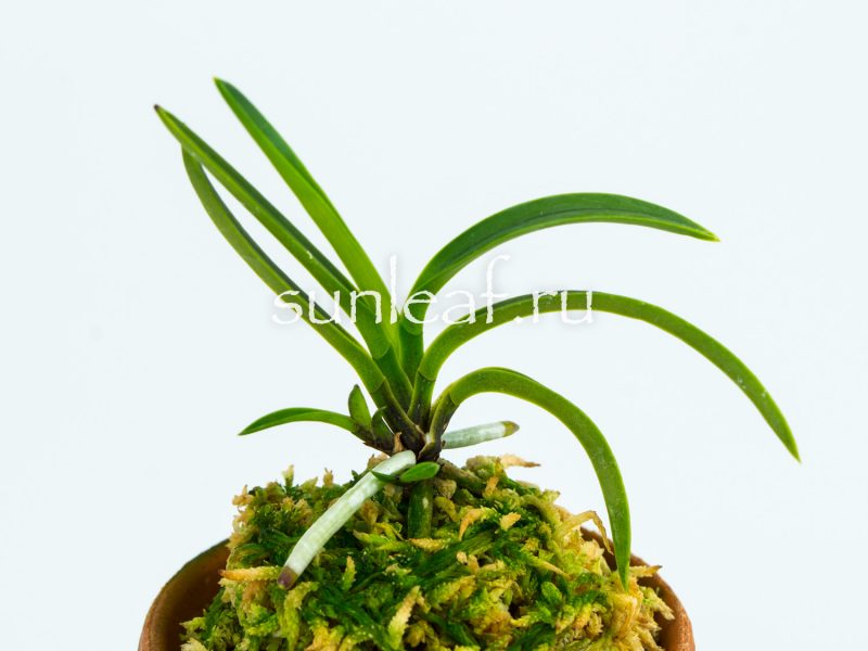 Неофинетия фальката ОЗА-НО-МАИ 皇座の舞 Neofinetia OUZA-NO-MAI