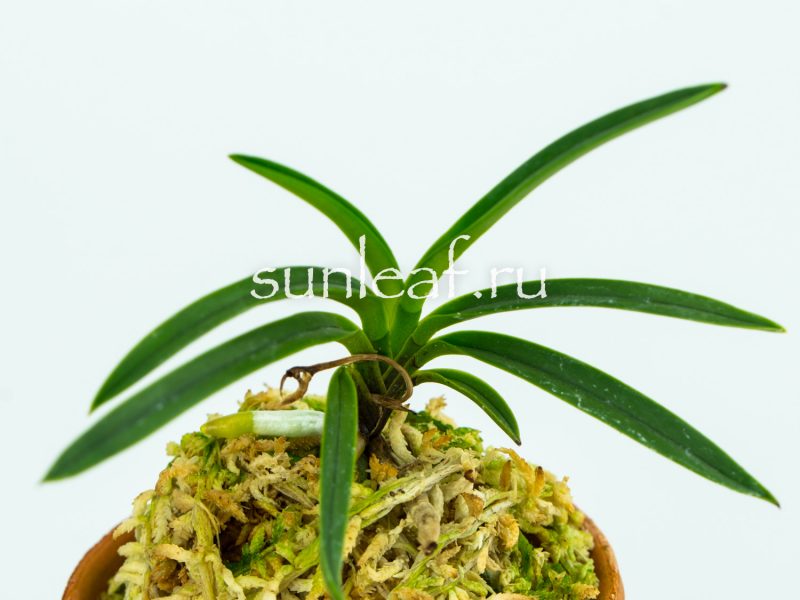 Неофинетия фальката ОЗА-НО-МАИ 皇座の舞 Neofinetia OUZA-NO-MAI