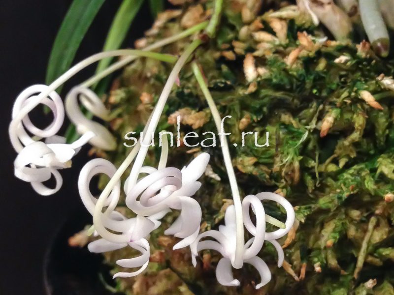 Неофинетия фальката ОЗА-НО-МАИ 皇座の舞 Neofinetia OUZA-NO-MAI