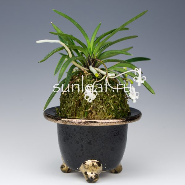 Неофинетия фальката ОЗА-НО-МАИ 皇座の舞 Neofinetia OUZA-NO-MAI