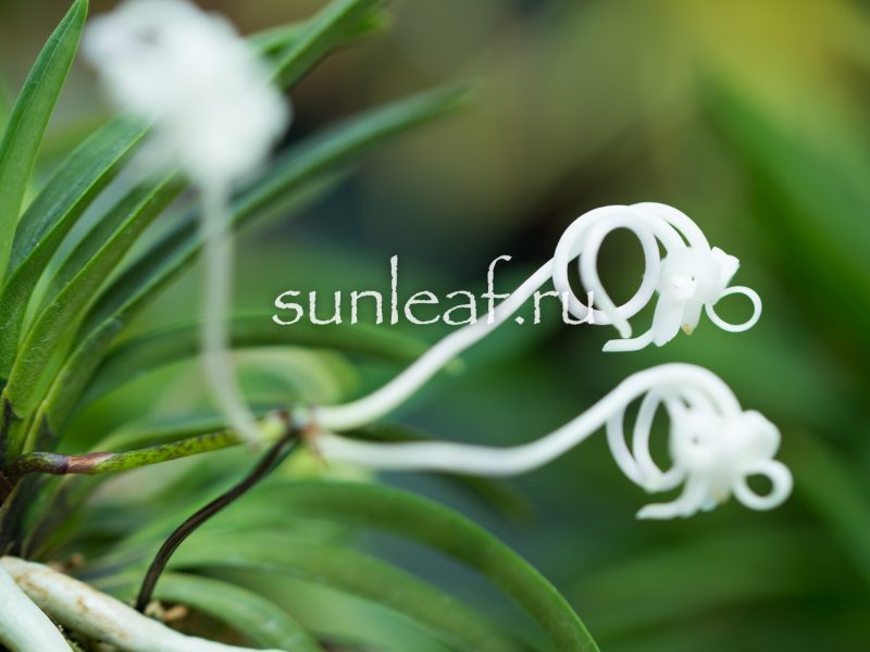 Неофинетия фальката ОЗА-НО-МАИ 皇座の舞 Neofinetia OUZA-NO-MAI