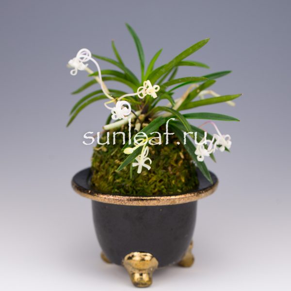 Неофинетия фальката ОЗА-НО-МАИ 皇座の舞 Neofinetia OUZA-NO-MAI