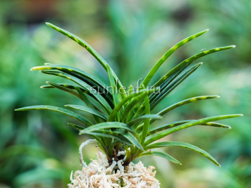 Неофинетия Кинкосэй 金光星 Neofinetia Kinkosei