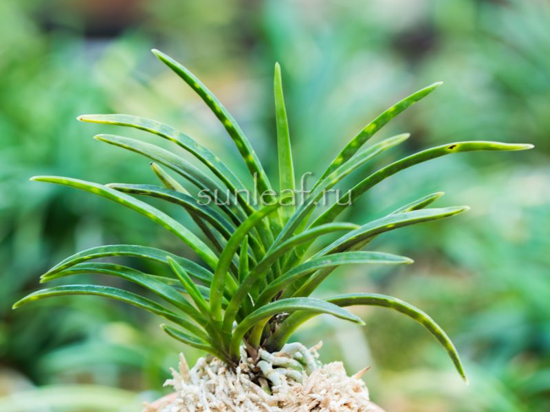 Неофинетия Кинкосэй 金光星 Neofinetia Kinkosei