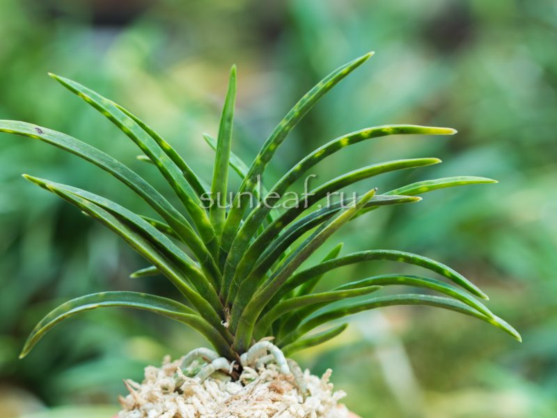 Неофинетия Кинкосэй 金光星 Neofinetia Kinkosei