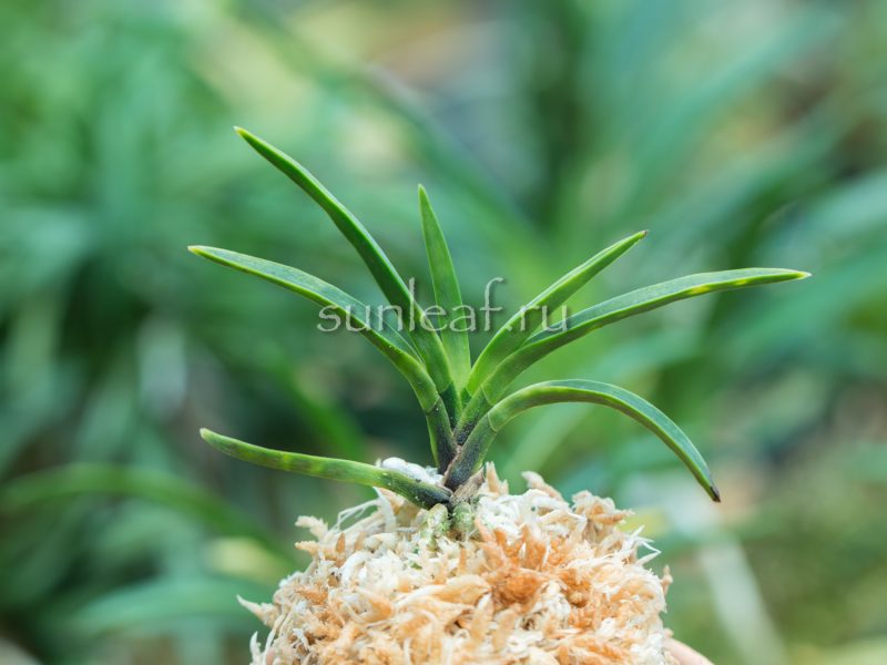 Неофинетия Кинкосэй 金光星 Kinkosei