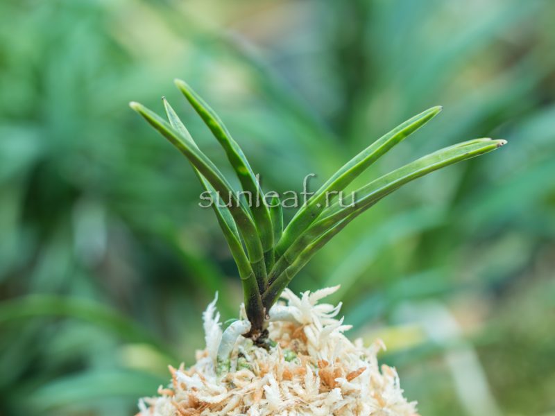 Неофинетия Кинкосэй 金光星 Neofinetia Kinkosei