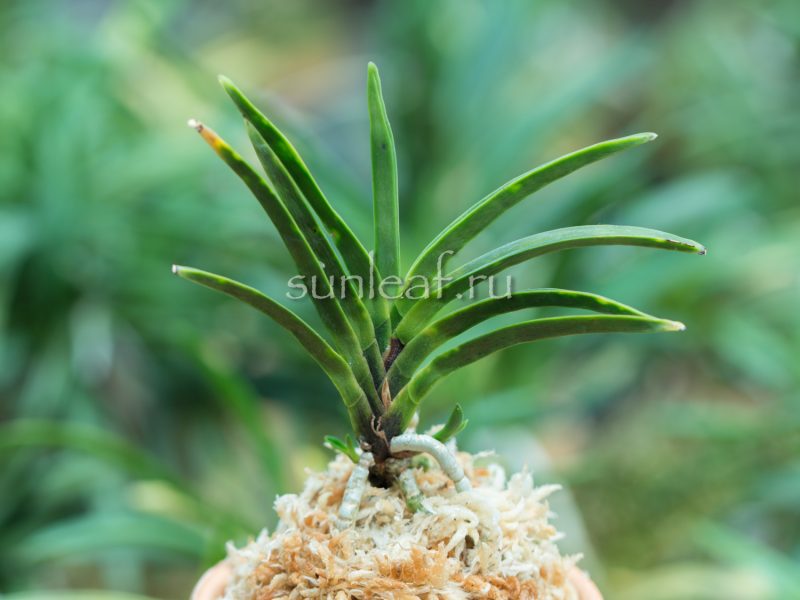 Неофинетия Кинкосэй 金光星 Neofinetia Kinkosei