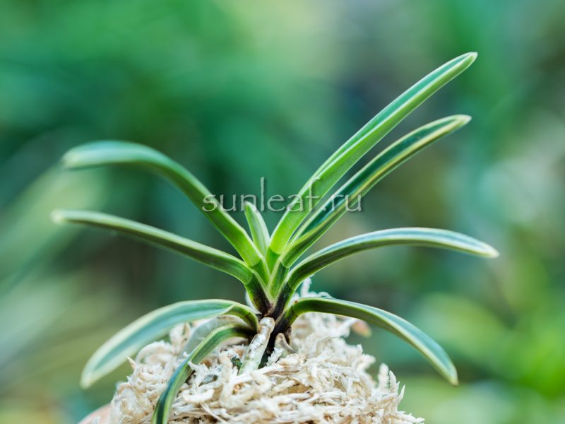 Неофинетия КОМАТИХИМЭ 小町姫 neofinetia Komachihime