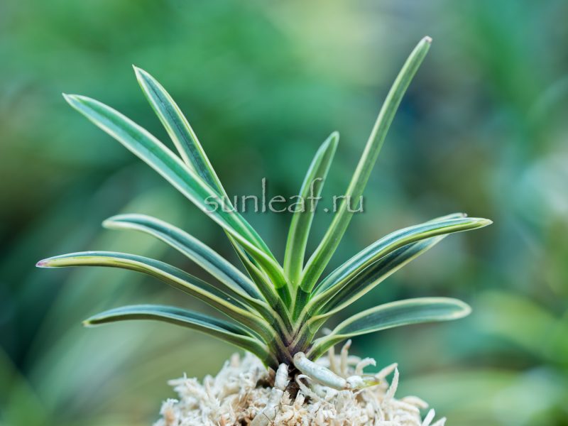 Неофинетия КОМАТИХИМЭ 小町姫 neofinetia Komachihime