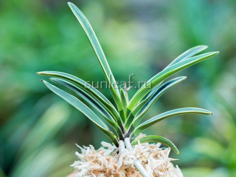 Неофинетия КОМАТИХИМЭ 小町姫 neofinetia Komachihime