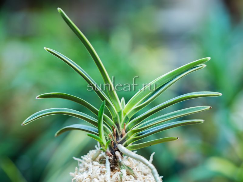 Неофинетия КОМАТИХИМЭ 小町姫 neofinetia Komachihime