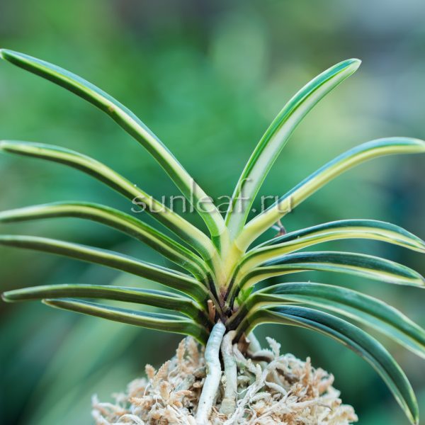 Неофинетия КОМАТИХИМЭ 小町姫 neofinetia Komachihime