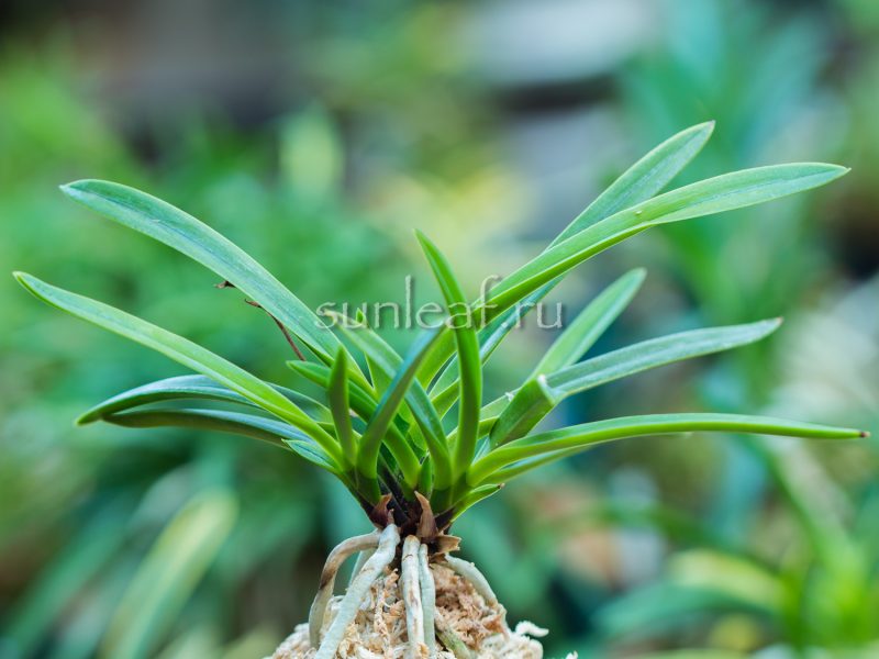 неофинетия Кокакуден 紅赫殿 neofinetia Koukakuden (Kokakuden)