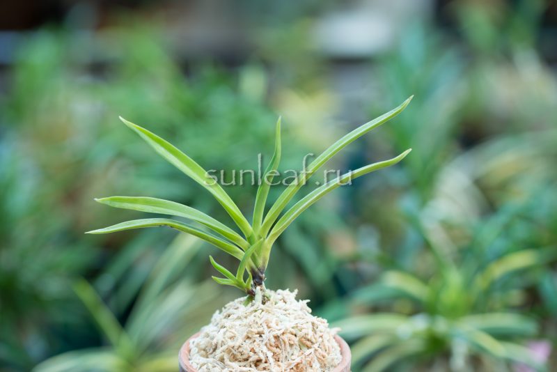 неофинетия Кокакуден 紅赫殿 neofinetia Koukakuden (Kokakuden)