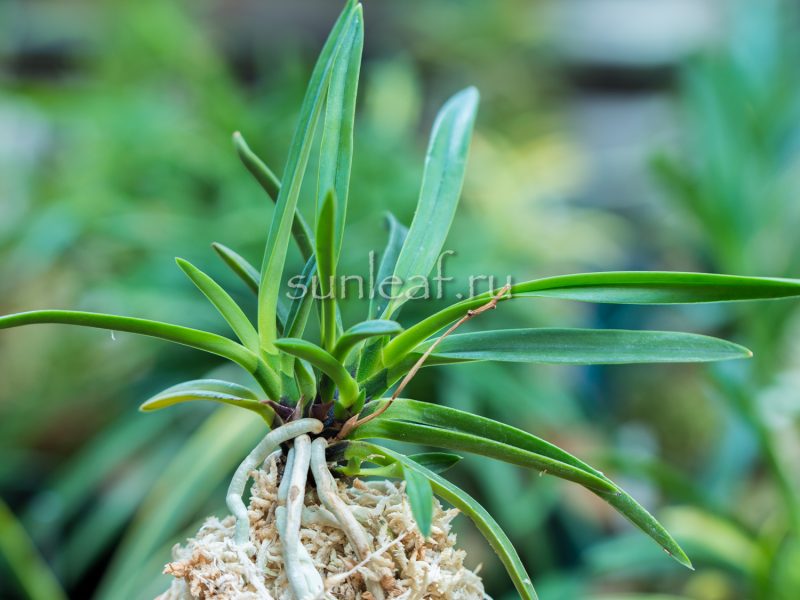 неофинетия Кокакуден 紅赫殿 neofinetia Koukakuden (Kokakuden)