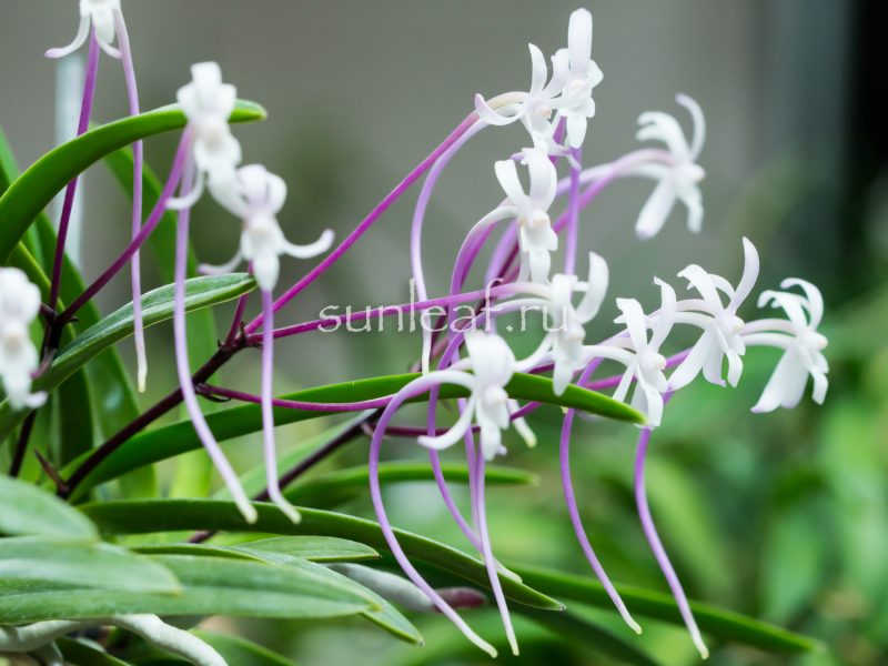 КОКАКУДЭН 紅赫殿 neofinetia Koukakuden