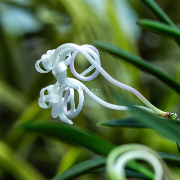 ОЗА-НО-МАИ 皇座の舞 neofinetia Ozanomai