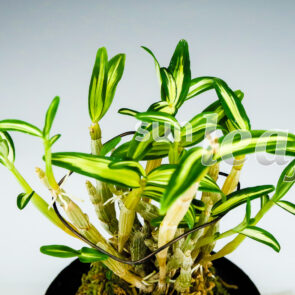 Дендробиум монилиформе ТЕННЁ КАН 天女冠