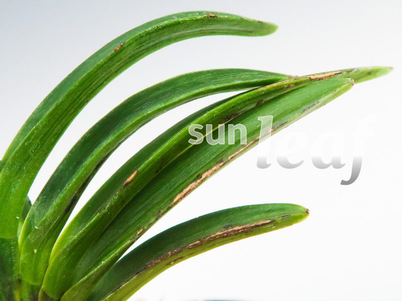 Неофинетия фальката БЭНИ БОТАН 紅牡丹