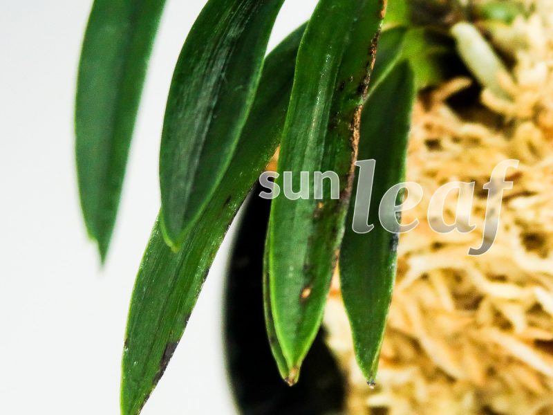 Неофинетия фальката БЭНИ БОТАН 紅牡丹