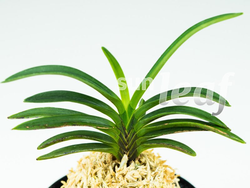 Неофинетия фальката БЭНИ БОТАН 紅牡丹