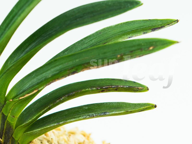 Неофинетия фальката БЭНИ БОТАН 紅牡丹