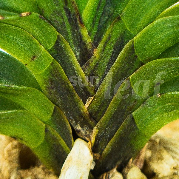 Неофинетия фальката БЭНИ БОТАН 紅牡丹