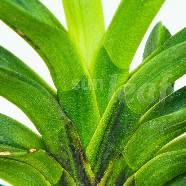 Неофинетия фальката БЭНИ БОТАН 紅牡丹