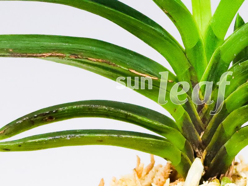 Неофинетия фальката БЭНИ БОТАН 紅牡丹