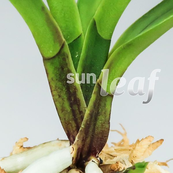 Неофинетия фальката ОЗА-НО-МАИ 皇座の舞