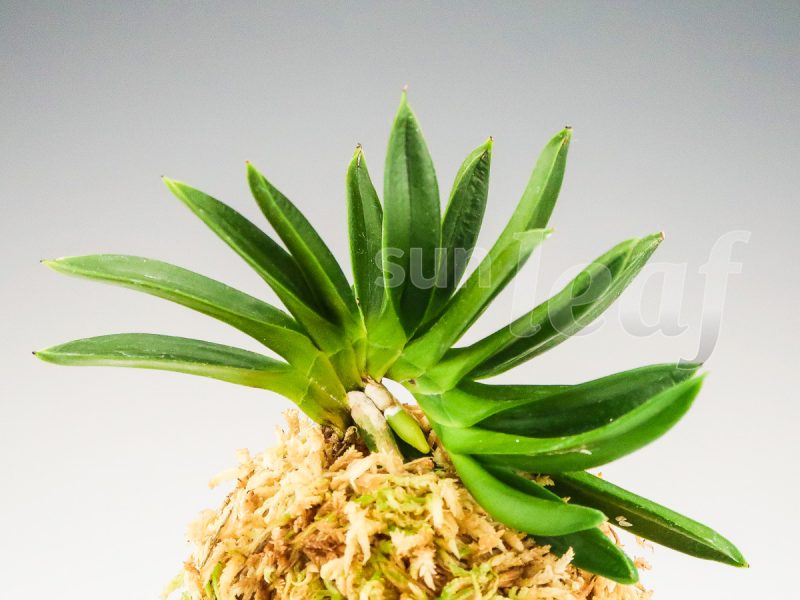 Неофинетия фальката ДЗЮНИ-ХИТОЭ 十二単