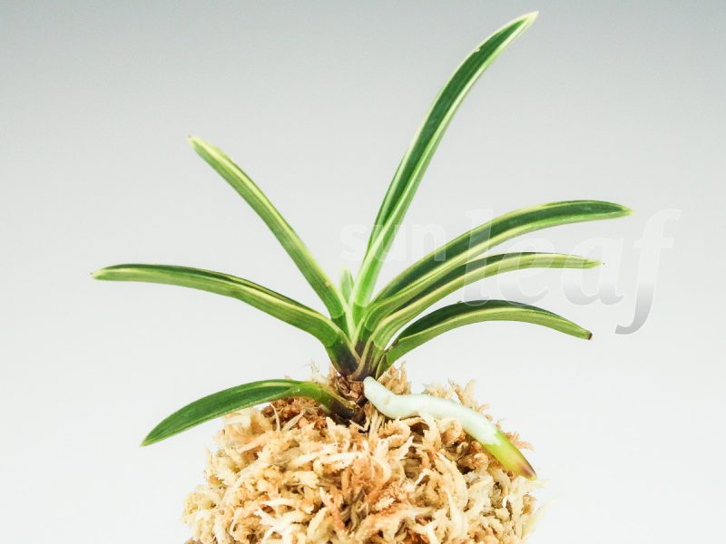 Неофинетия фальката КОМАТИХИМЭ 小町姫