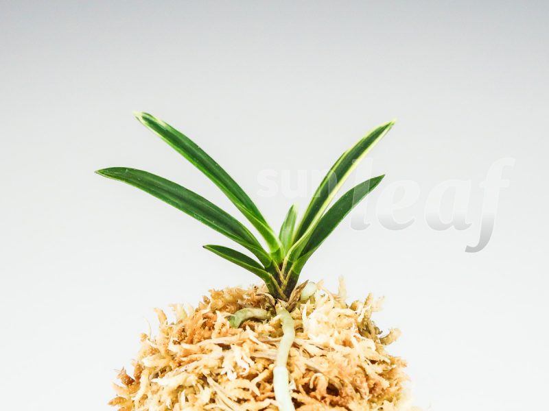 Неофинетия фальката КОМАТИХИМЭ 小町姫