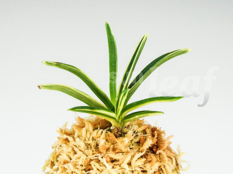 Неофинетия фальката КОМАТИХИМЭ 小町姫