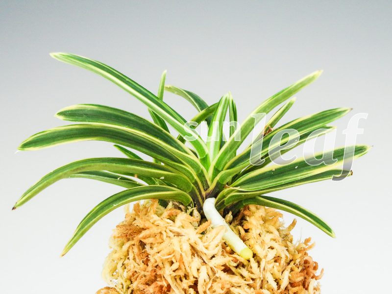 Неофинетия фальката КОМАТИХИМЭ 小町姫