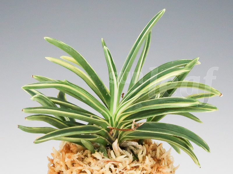 Неофинетия фальката КОМАТИХИМЭ 小町姫