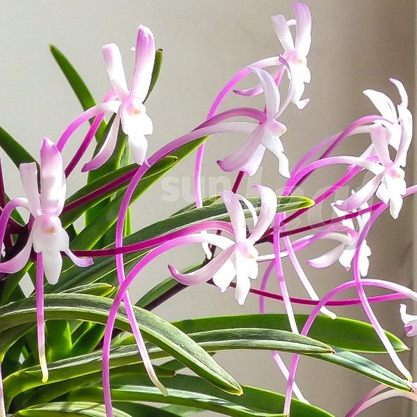 Неофинетия фальката КОКАКУДЭН 紅赫殿