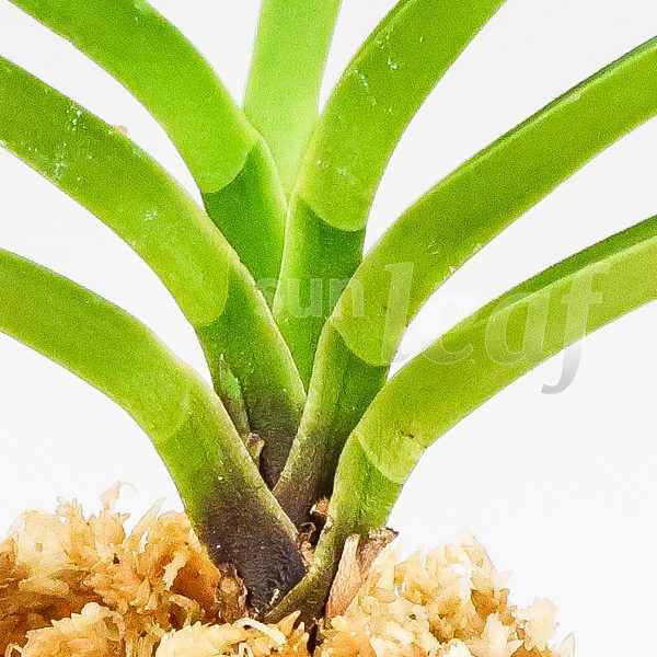 Неофинетия фальката КОКАКУДЭН 紅赫殿