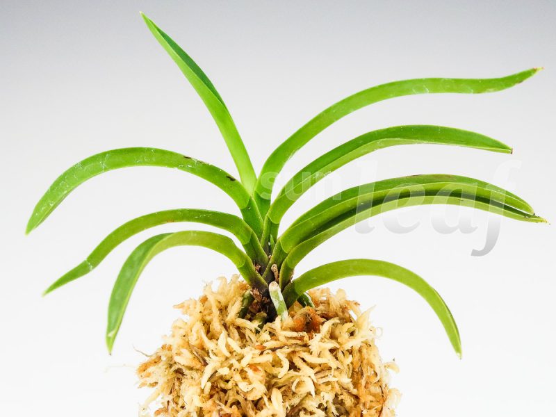 Неофинетия фальката КОКАКУДЭН 紅赫殿