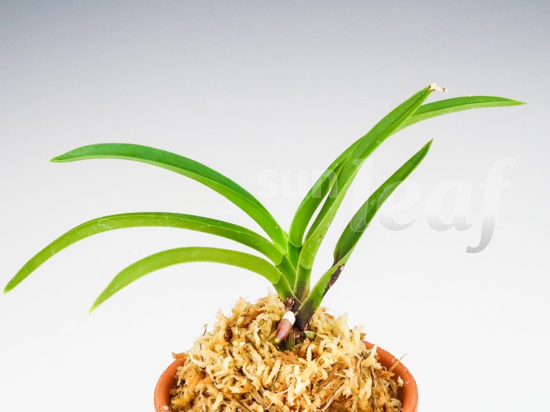 Неофинетия фальката КОКАКУДЭН 紅赫殿