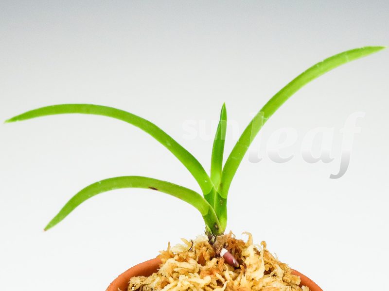 Неофинетия фальката КОКАКУДЭН 紅赫殿