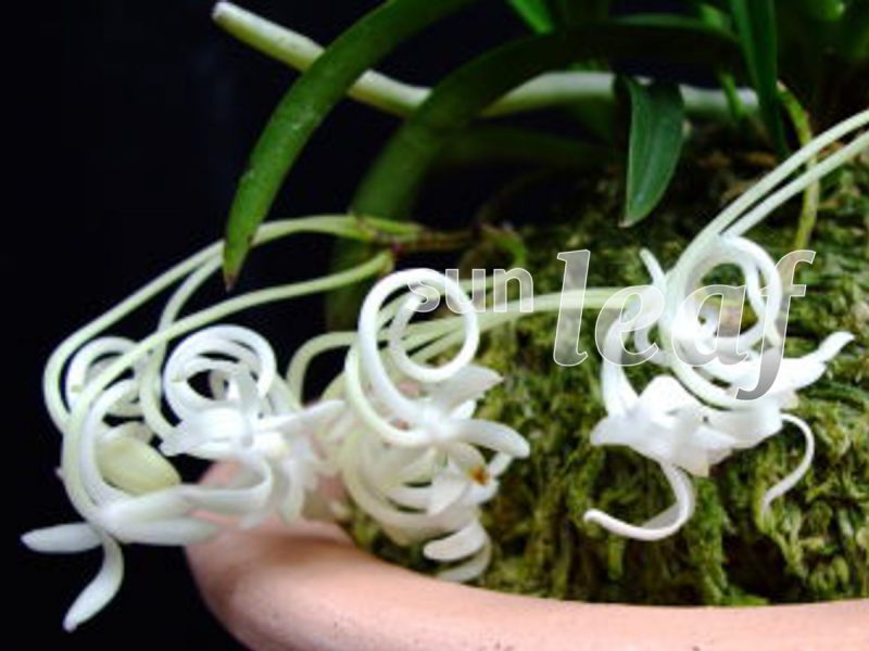 Неофинетия фальката ОЗА-НО-МАИ 皇座の舞